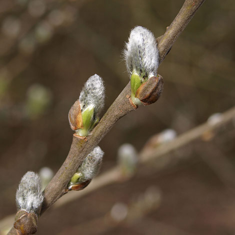 grauwert - Grau des Monats - April 2011