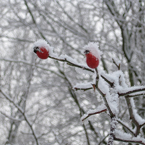 grauwert - Grau des Monats - Januar 2011